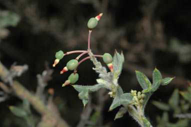 APII jpeg image of Grevillea vestita subsp. isopogoides  © contact APII