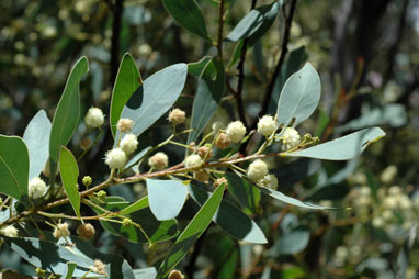 APII jpeg image of Acacia penninervis var. penninervis  © contact APII