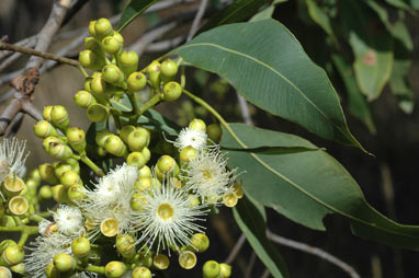 APII jpeg image of Corymbia torelliana  © contact APII