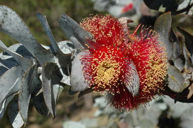 APII jpeg image of Eucalyptus rhodantha  © contact APII