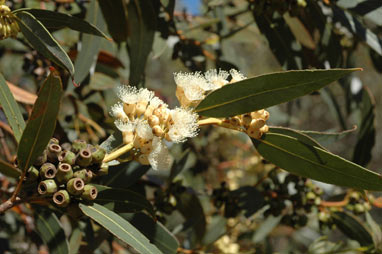 APII jpeg image of Eucalyptus cooperiana  © contact APII