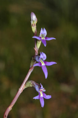 APII jpeg image of Lobelia gibbosa  © contact APII