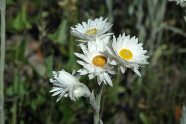 APII jpeg image of Argentipallium blandowskianum  © contact APII