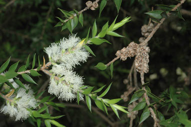 APII jpeg image of Melaleuca styphelioides  © contact APII