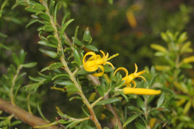 APII jpeg image of Persoonia terminalis subsp. recurva  © contact APII