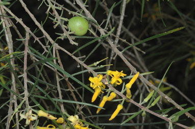 APII jpeg image of Persoonia linearis  © contact APII