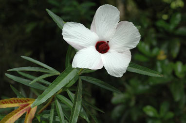 APII jpeg image of Hibiscus heterophyllus subsp. heterophyllus  © contact APII