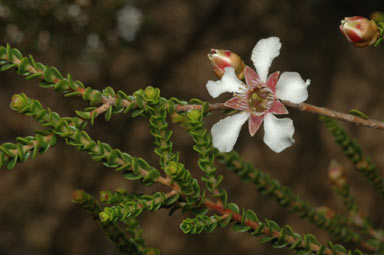 APII jpeg image of Leptospermum epacridoideum  © contact APII