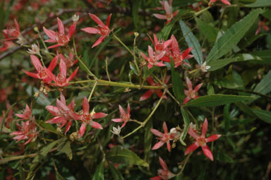 APII jpeg image of Ceratopetalum gummiferum 'Wildfire'  © contact APII