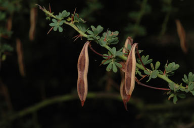 APII jpeg image of Acacia pulchella var. pulchella  © contact APII