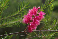 Melaleuca fulgens 'Hot Pink'