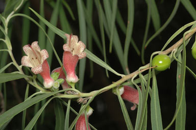 APII jpeg image of Eremophila longifolia  © contact APII