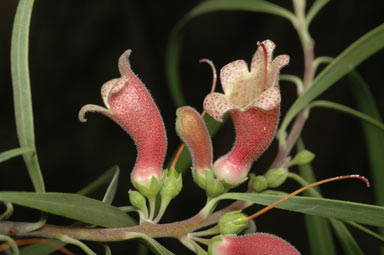 APII jpeg image of Eremophila longifolia  © contact APII