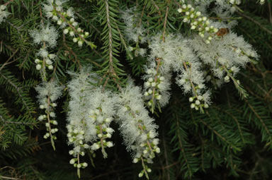 APII jpeg image of Melaleuca decora  © contact APII