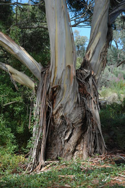 APII jpeg image of Eucalyptus oreades  © contact APII