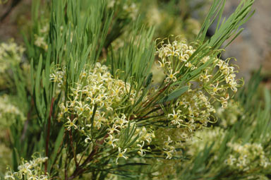 APII jpeg image of Stenocarpus angustifolius  © contact APII