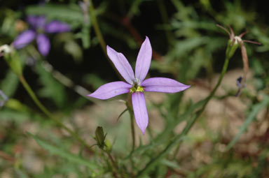 APII jpeg image of Isotoma axillaris  © contact APII