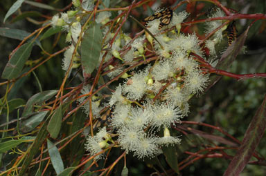 APII jpeg image of Eucalyptus longissima  © contact APII