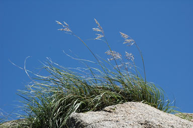 APII jpeg image of Chionochloa frigida  © contact APII