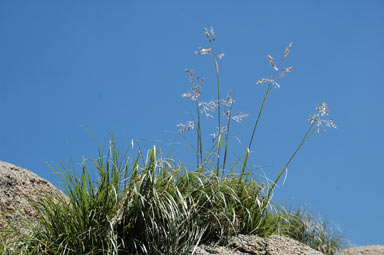 APII jpeg image of Chionochloa frigida  © contact APII