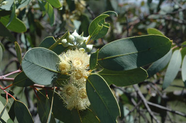 APII jpeg image of Eucalyptus oldfieldii  © contact APII