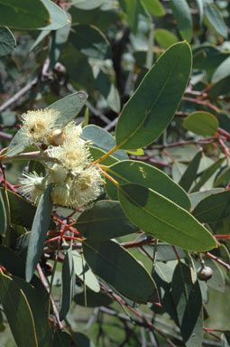 APII jpeg image of Eucalyptus oldfieldii  © contact APII