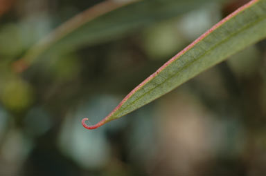 APII jpeg image of Eucalyptus uncinata  © contact APII