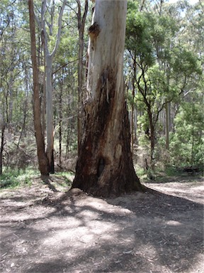 APII jpeg image of Eucalyptus dalrympleana  © contact APII