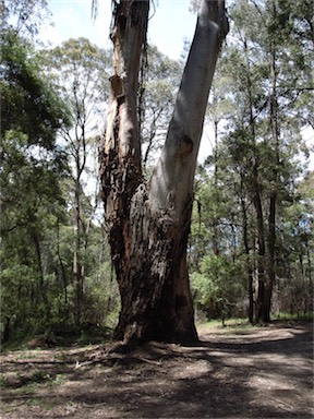 APII jpeg image of Eucalyptus dalrympleana  © contact APII