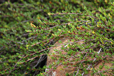 APII jpeg image of Cryptandra alpina  © contact APII