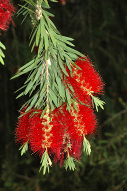 APII jpeg image of Callistemon viminalis  © contact APII