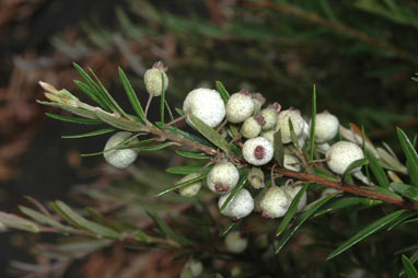 APII jpeg image of Austromyrtus tenuifolia  © contact APII