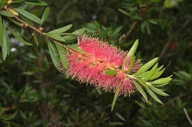 APII jpeg image of Callistemon 'Glasshouse Country'  © contact APII