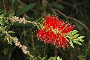 APII jpeg image of Callistemon recurvus  © contact APII