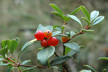 APII jpeg image of Coprosma hirtella  © contact APII