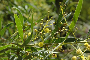 APII jpeg image of Acacia anceps  © contact APII