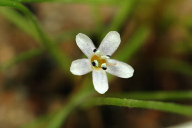 APII jpeg image of Limosella australis  © contact APII