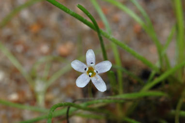 APII jpeg image of Limosella australis  © contact APII