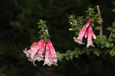 APII jpeg image of Epacris reclinata  © contact APII