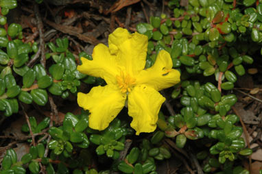 APII jpeg image of Hibbertia vestita  © contact APII