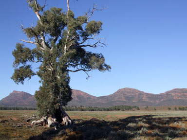 APII jpeg image of Eucalyptus camaldulensis  © contact APII