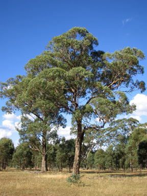 APII jpeg image of Eucalyptus microcarpa  © contact APII