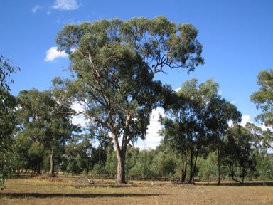 APII jpeg image of Eucalyptus microcarpa  © contact APII