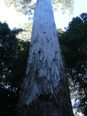 APII jpeg image of Eucalyptus grandis  © contact APII