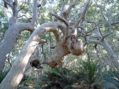 APII jpeg image of Angophora costata  © contact APII