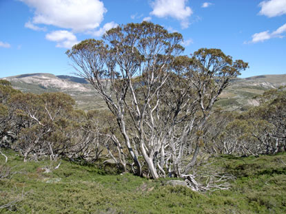 APII jpeg image of Eucalyptus pauciflora  © contact APII