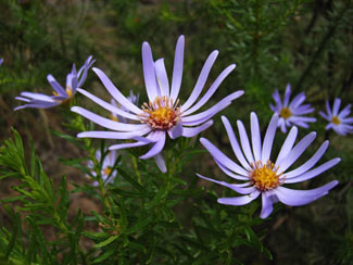 APII jpeg image of Olearia pimeleoides subsp. pimeleoides  © contact APII