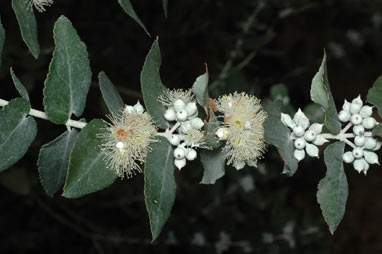 APII jpeg image of Eucalyptus crenulata  © contact APII
