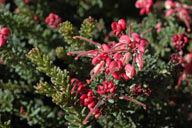 Grevillea lanigera