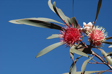 APII jpeg image of Hakea laurina  © contact APII